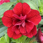 Calibrachoa PortuCal Double Red